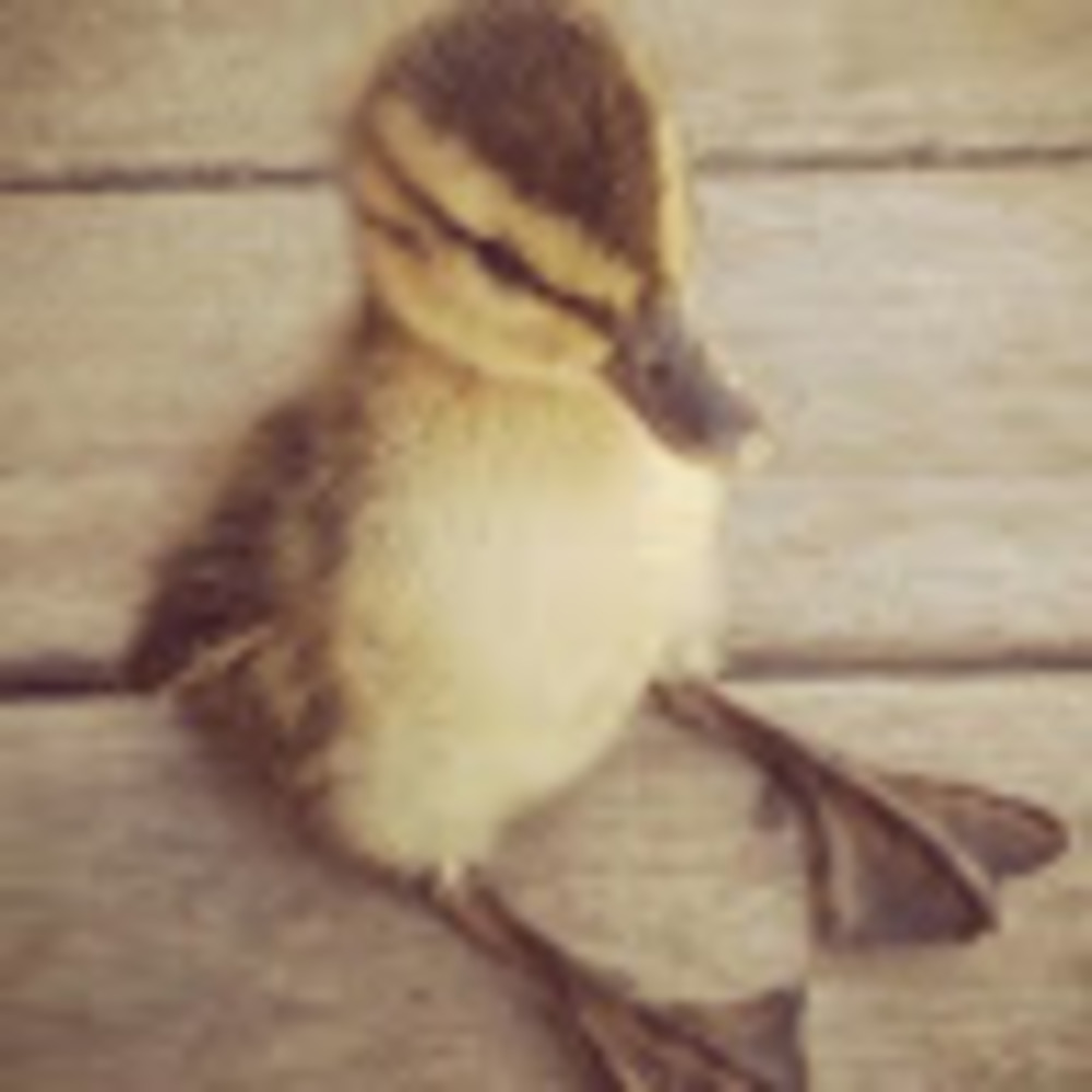 Meet your Posher, Cozy